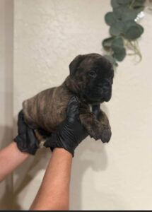 männlicher cane corso welpe  zu verkaufen (any)