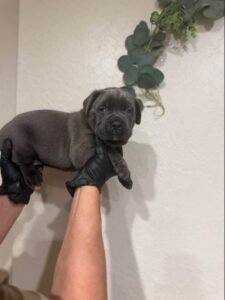 cane corso welpen 