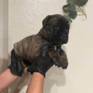 männlicher cane corso welpe  zu verkaufen (any)