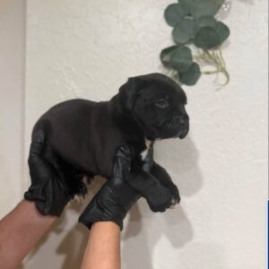 Cane-Corso-Welpe (Bela), weiblich, zu verkaufen
