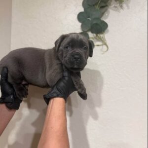 männlicher cane corso welpe (bobby) zu verkaufen