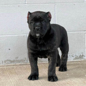 Männlicher Cane Corso Welpe zu verkaufen (Mario)