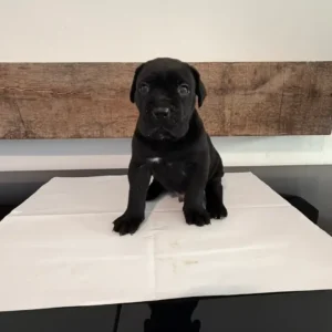 männlicher Cane Corso Welpe (Rex)