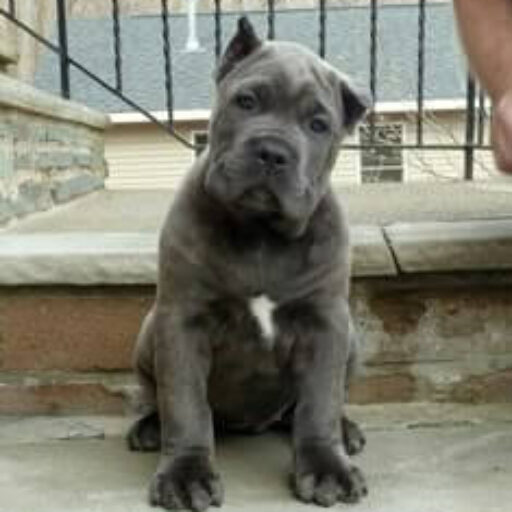 weiblicher cane corso welpe  zu verkaufen (persey)
