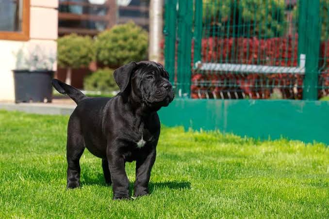 cane corso welpen kaufen
