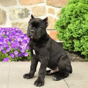 kupierte Ohren beim Cane Corso